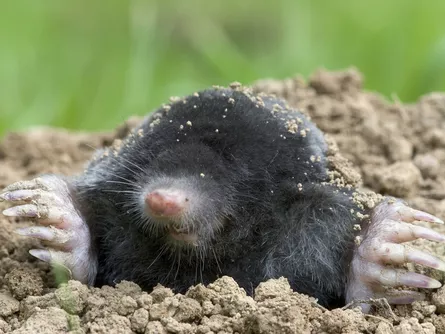 A világ legerősebb fájdalma
