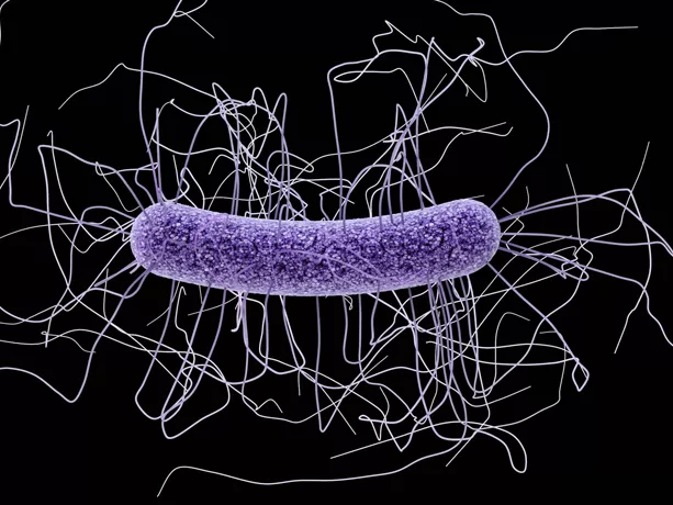 A Clostridium difficile fertőzés recidíváitól véd az antitest-gyógyszer