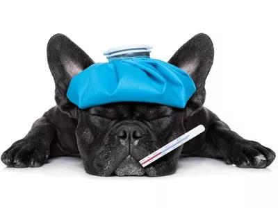 Miért alacsony az influenza ellenes oltás hatékonysága?