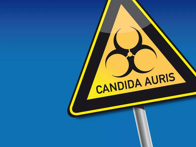 Egyre több Candida auris infekció Európa-szerte