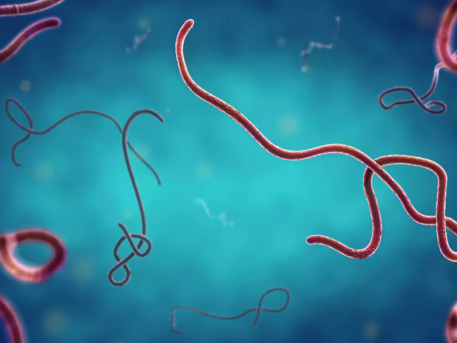 Majmoknál már működik az ebola elleni gyógyszer