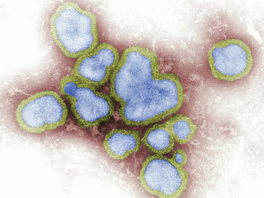 Gyógyszerszerű molekula nyújthat védelmet az influenzával szemben