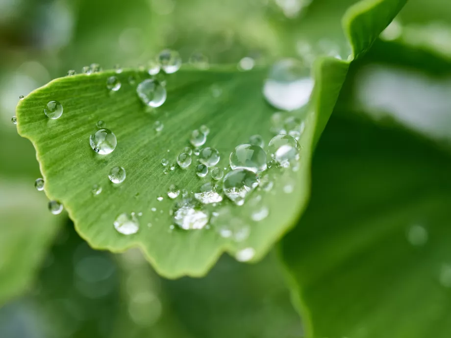 Mégsem hatásos a Ginkgo biloba kognitív hanyatlás ellen?