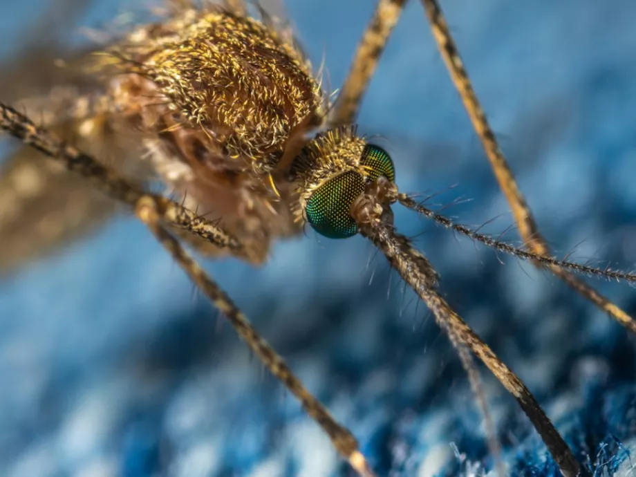 Magyarországon is elérhetővé vált a gyengített kórokozót tartalmazó, Dengue-láz elleni védőoltás