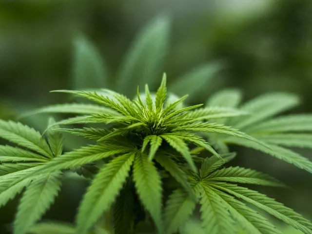 Receptre kaphatják majd a kannabiszt Izraelben