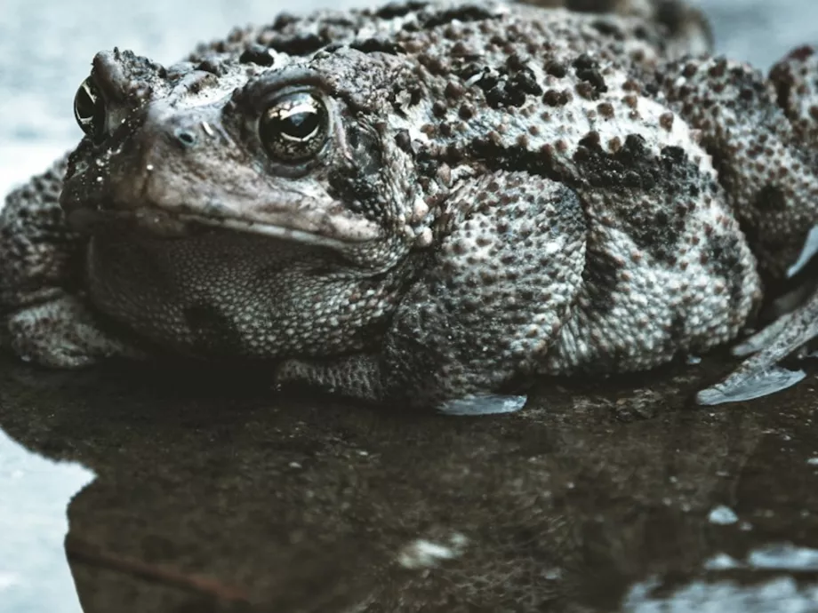Új molekulákat inspirálhatnak a békák a gyógyszerfejlesztésben