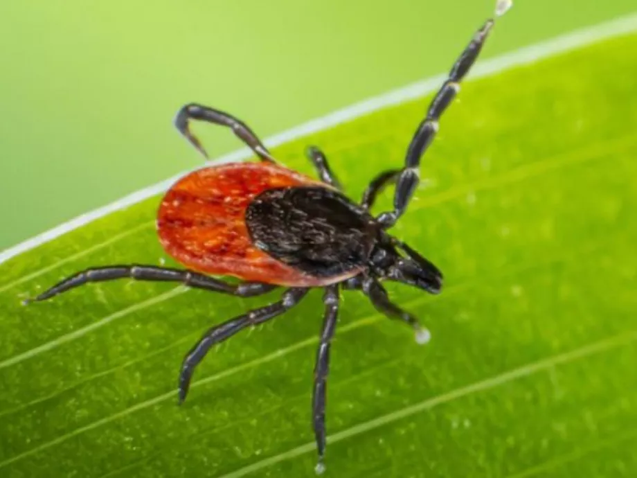 Hogyan befolyásolhatja a Lyme-kór a szívműködést?