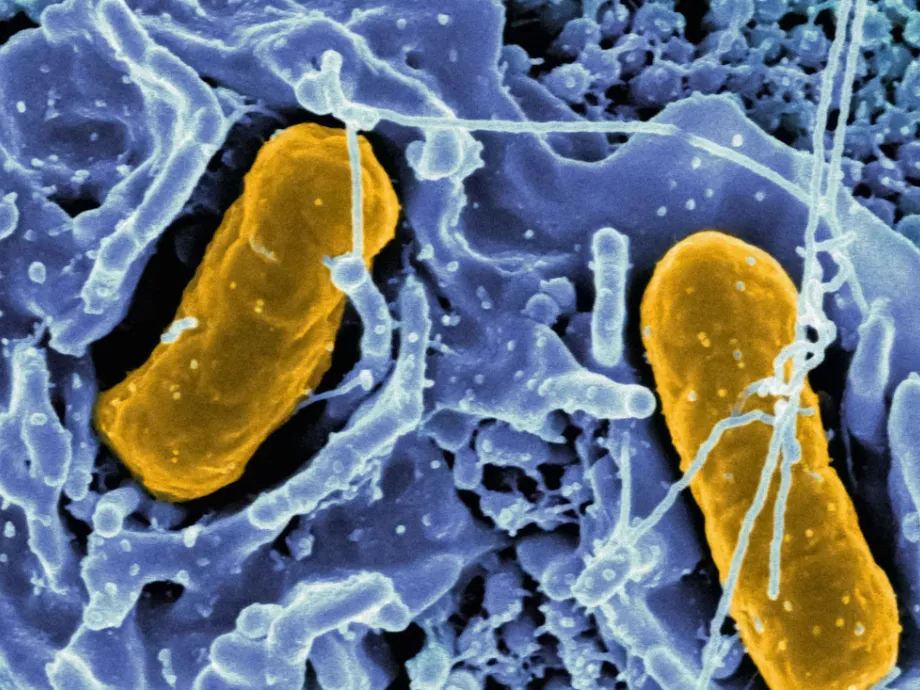 Az antibiotikum-rezisztencia terjesztéséért felelős DNS-szakaszt azonosítottak a szalmonellában