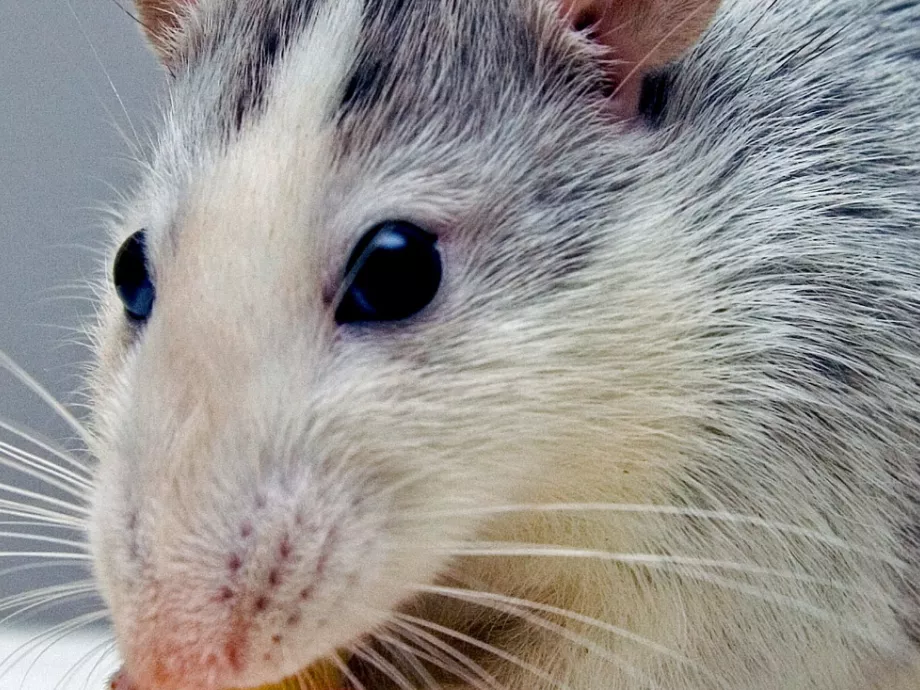 Patkánykutatás nyomán értékelhetik át a gyógyszergyártók állatkísérleti gyakorlatát