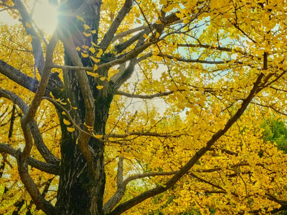 A ginkgo biloba és egyes gyógyszerek interakciói