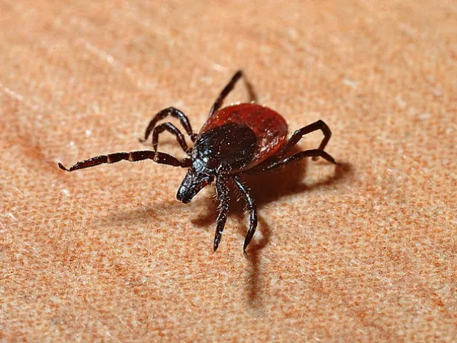 Nyári influenza vagy Lyme-kór? Figyeljen a tünetekre!