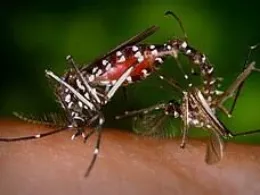 Az EU engedélyezte a chikungunya-láz elleni oltóanyag alkalmazását